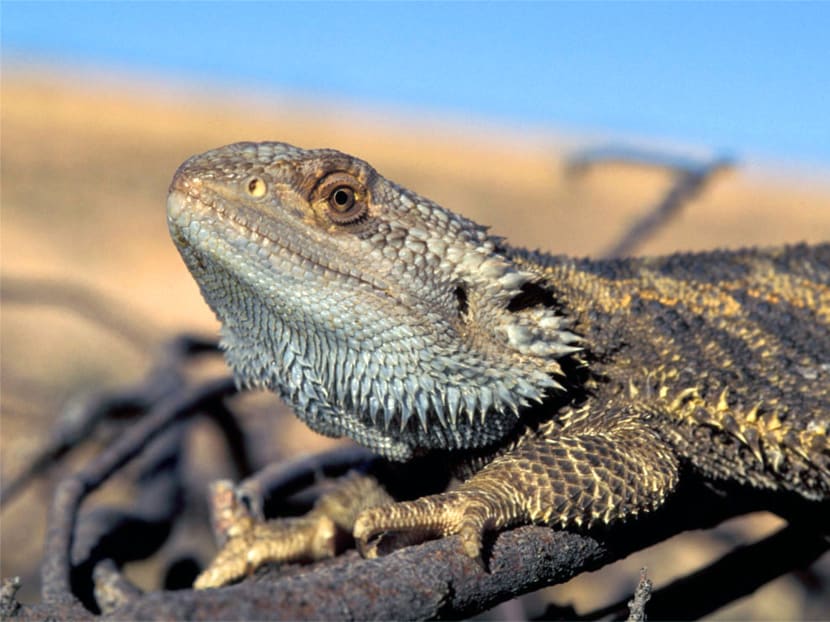 This handout photo provided by Arthur Georges, University of Canberra, Australia, taken in October 2014, in Eulo, Queensland, Australia, shows a bearded dragon lizard. Photo: AP