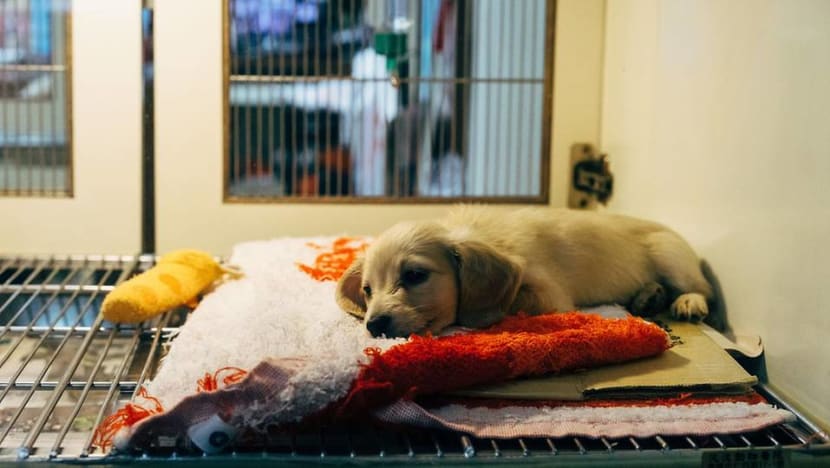 After euthanasia of Loki the dog, vets and animal groups debate putting down healthy pets After euthanasia of Loki the dog, vets and animal groups debate putting down healthy pets