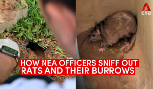 How NEA officers sniff out rats and their burrows | Video