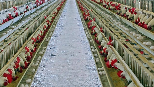 世界最大鸡肉出口国巴西 首次出现高致病性禽流感