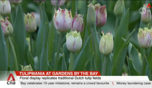 Tulipmania at Gardens by the Bay celebrates 10-year milestone, on display until 26 May