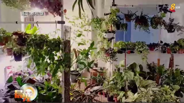 晨光|玩物壮志：植物达人夫妻档打造迷你植物园