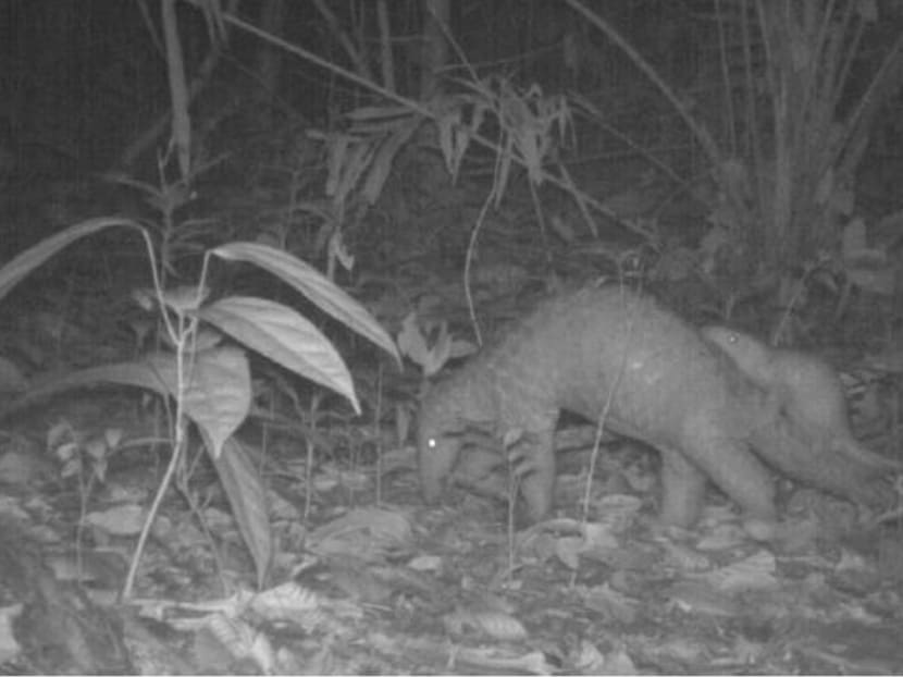 Sunda pangolin (Manis javanica) mother and juvenile spotted near Sime Trail in a photograph dated Oct 1,  2017.