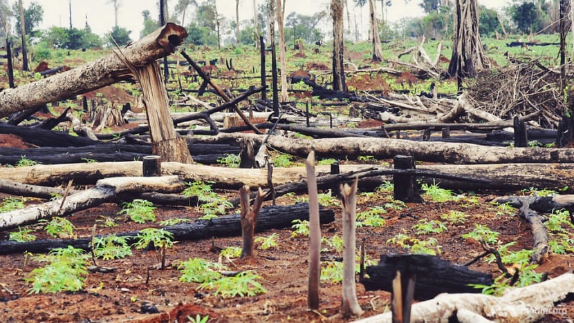 Cambodia’s large-scale illegal logging is ‘done’
