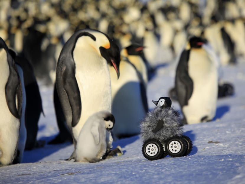 This photo provided by Frederique Olivier/John Downer Productions shows a remote-controlled roving camera camouflaged as a penguin chick in Adelie Land, Antarctica. Photo: AP