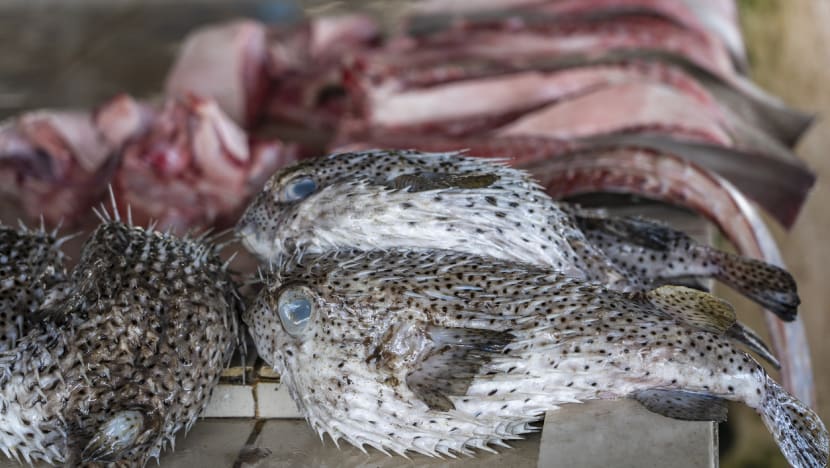 Elderly man in Johor dies after eating pufferfish, days after wife's death from consuming same fish Elderly man in Johor dies after eating pufferfish, days after wife's death from consuming same fish