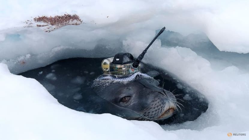 Seals help Japanese researchers collect data under Antarctic ice Seals help Japanese researchers collect data under Antarctic ice