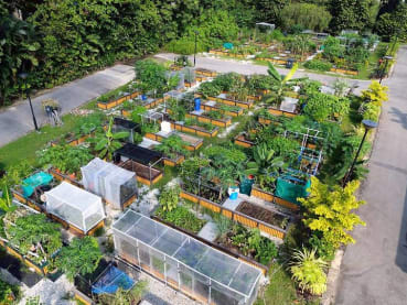 Commentary: Singaporeans are proving you can grow your vegetables and eat them too