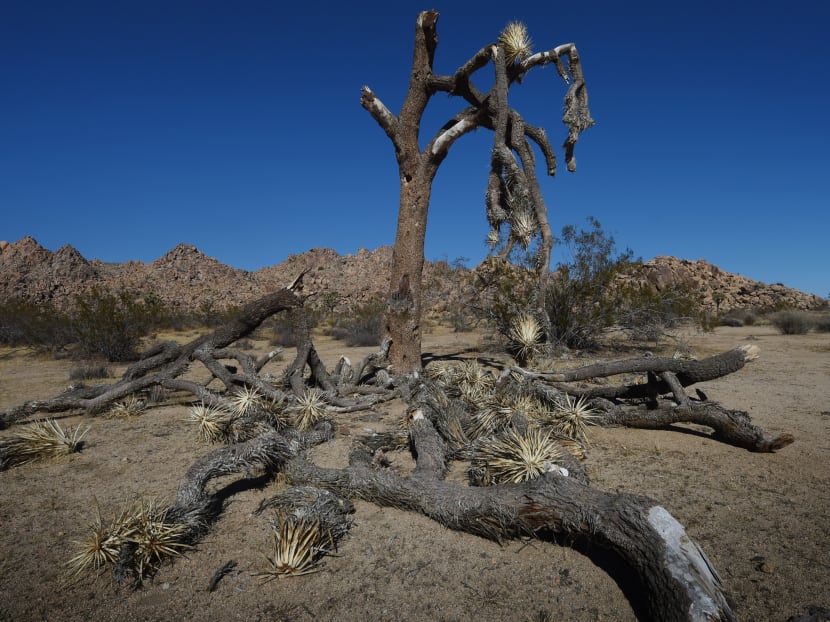 A dying Joshua Tree in the Joshua Tree National Park, California on Nov 22, 2015. Photo: AFP