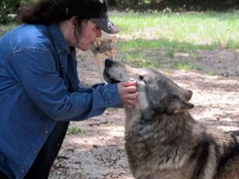 Founder Cynthia Watkins kisses a wolf inside the Seacrest Wolf Preserve in Chipley, Florida. Photo: AP