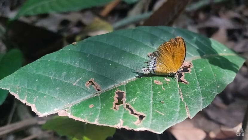 With movement restrictions eased in Malaysia, reforestation efforts pick up momentum again With movement restrictions eased in Malaysia, reforestation efforts pick up momentum again