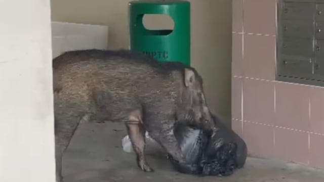 武吉班让民众食物垃圾处理不当 引来野猪出没