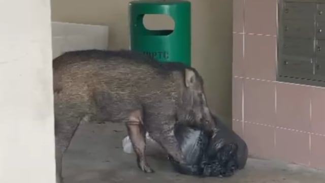 武吉班让民众食物垃圾处理不当 引来野猪出没