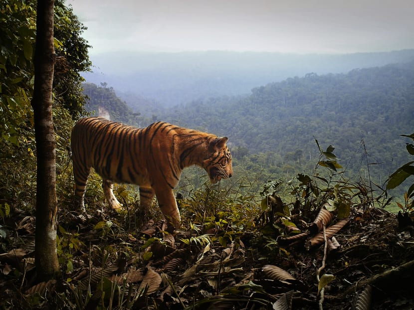New study estimates 618 tigers in Sumatra, calls for deforestation to be curbed