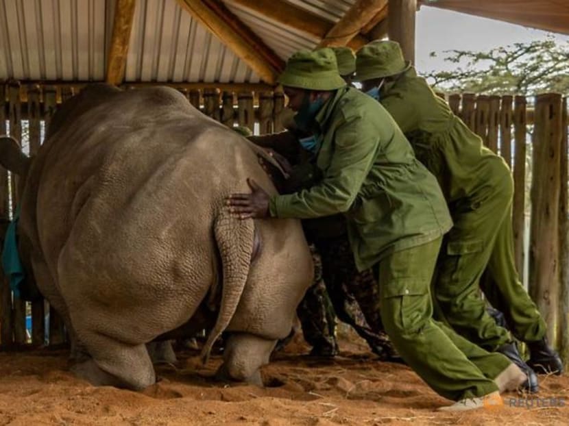 Scientists harvest more eggs from near-extinct northern white rhino