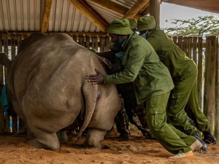 Scientists harvest more eggs from near-extinct northern white rhino Scientists harvest more eggs from near-extinct northern white rhino