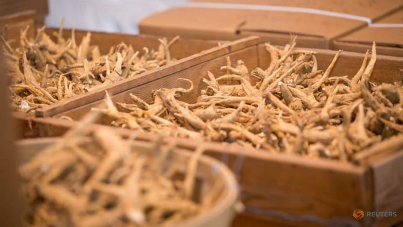 Ginseng piles up in Canada during COVID-19 pandemic despite Chinese demand Ginseng piles up in Canada during COVID-19 pandemic despite Chinese demand