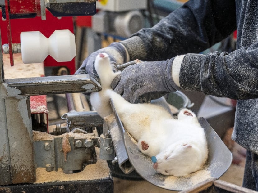 All mink in Denmark will be culled after a mutated version of the new coronavirus linked to mink farms was found in humans. All mink in Denmark will be culled after a mutated version of the new coronavirus linked to mink farms was found in humans.