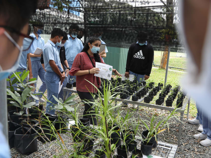 A biology lesson being conducted in the nursery at Commonwealth Secondary School. From 2021, all primary, secondary and pre-university schools here will introduce a programme focused on raising awareness of environment and sustainability issues.