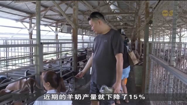 持续炎热天气影响我国农场和食品供应 农场业者：产量少约20%