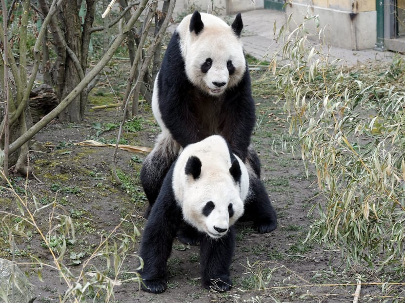 Gallery Caught in the act Rare panda mating filmed at Vienna zoo TODAY