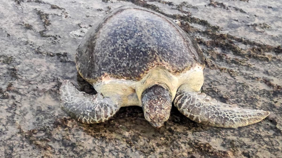 Warming beaches threaten Yemen sea turtles' future