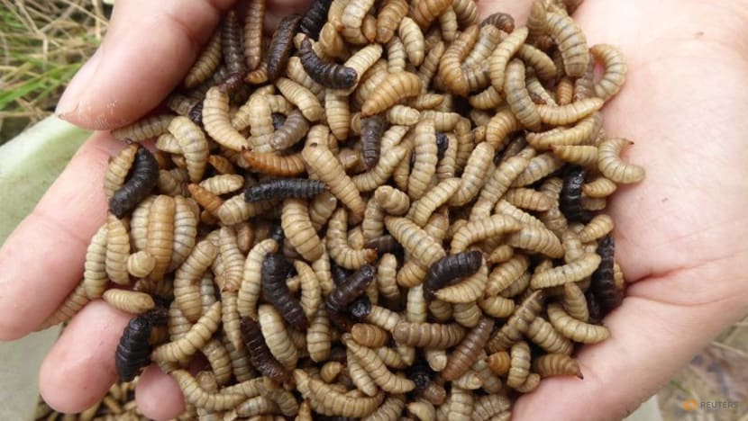 From ashes to fly larvae, new ideas aim to revive farm soil