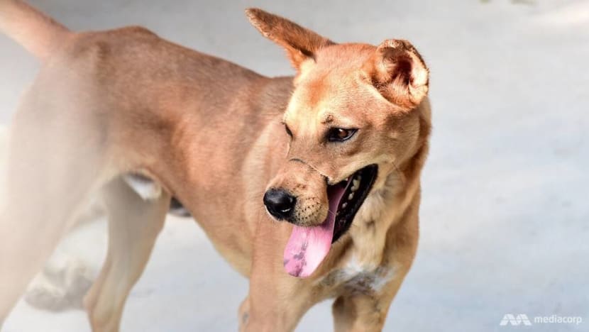 Thailand’s stray dogs given new chance at life