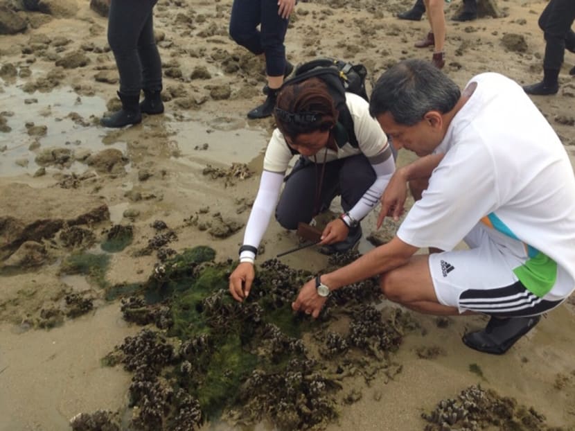More than 700 coral colonies moved from Semakau Landfill