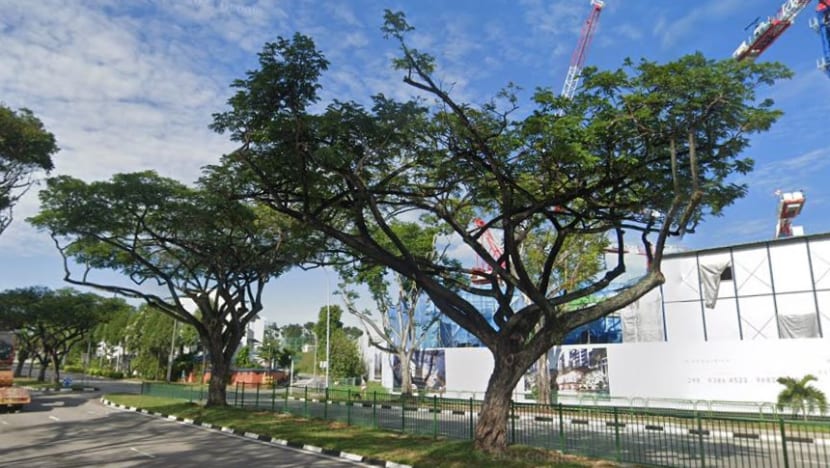 Construction firm fined for damaging 28 roadside trees in Yio Chu Kang Construction firm fined for damaging 28 roadside trees in Yio Chu Kang