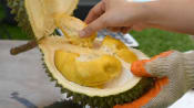 Durians: How to choose them and what to look out for | Interactive 