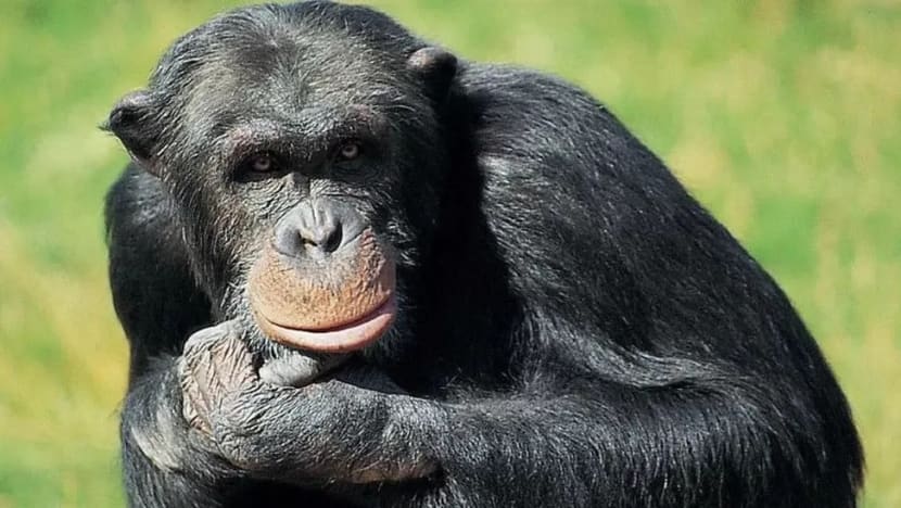 3 cimpanzi terlepas dari taman haiwan Sweden ditembak, cetus kemarahan orang ramai