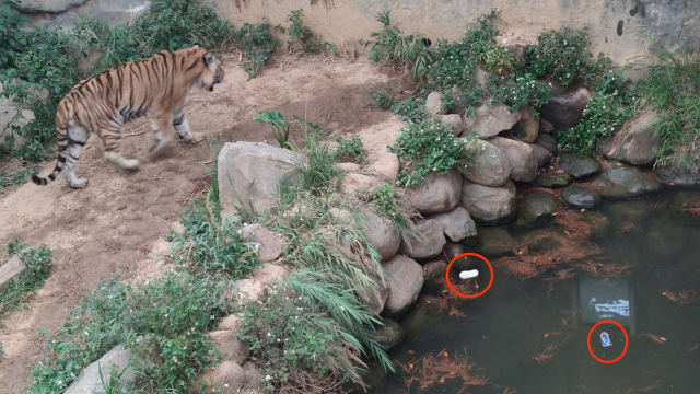 台湾动物园老虎区惊见一双童鞋 园长：没有人被吃掉