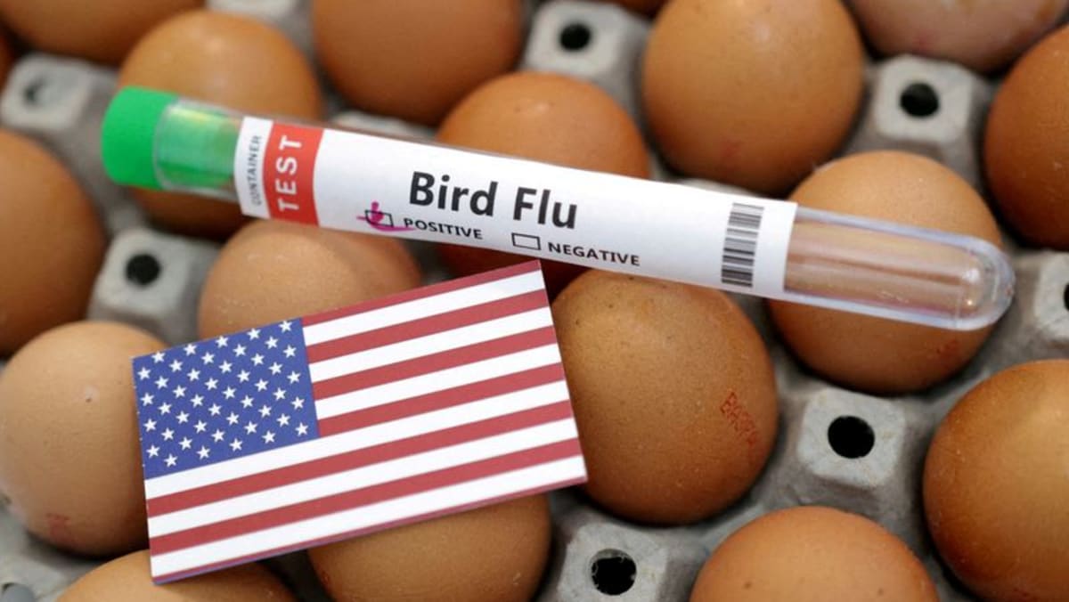 WHO wants bird flu surveillance stepped up