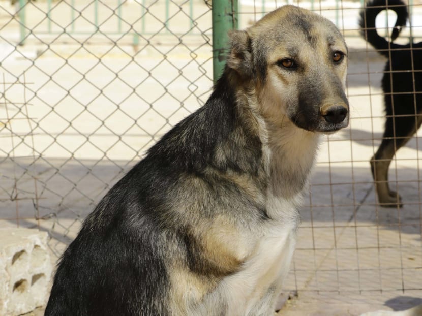Shelter lends helping paw to animal victims of Syrian war