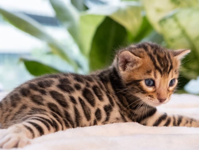 Cats and kittens for adoption in Singapore