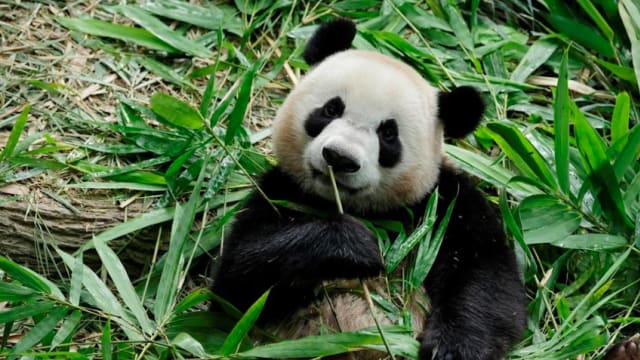 大熊猫叻叻将在今年12月送回中国