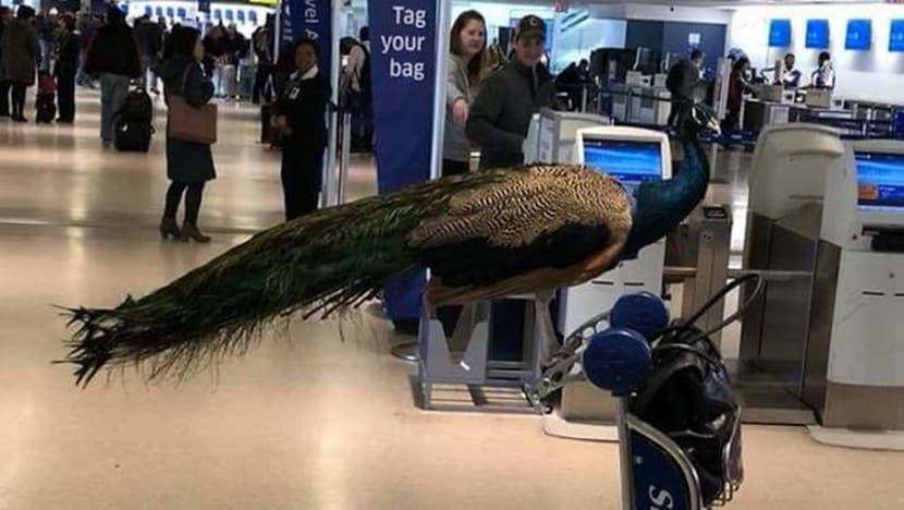 United Airlines larang wanita masuk pesawat gara-gara bawa sama "teman" burung merak