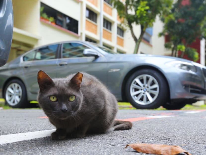 According to the charges, the man caused unnecessary suffering to a cat at about 1.50am on April 18, 2020 by confining it in a small waterproof bag. According to the charges, the man caused unnecessary suffering to a cat at about 1.50am on April 18, 2020 by confining it in a small waterproof bag.