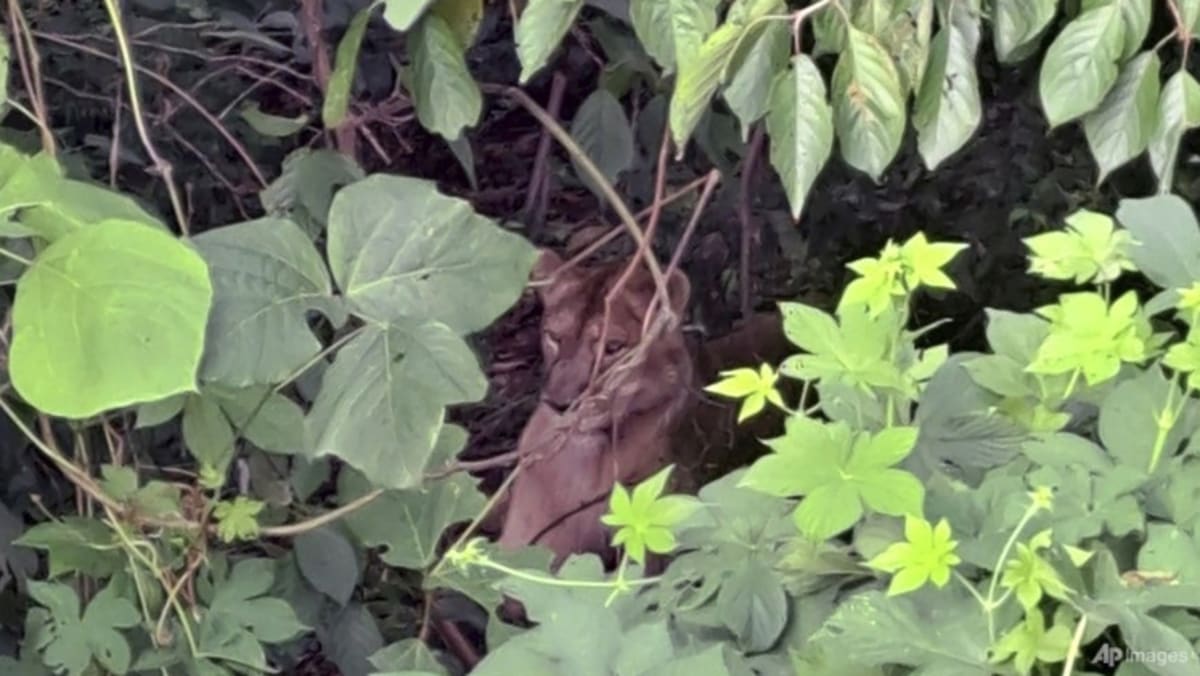 Lion shot dead after escaping from South Korean farm