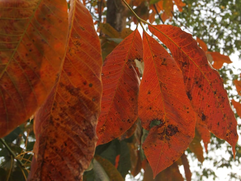 Singapore in grip of record dry spell