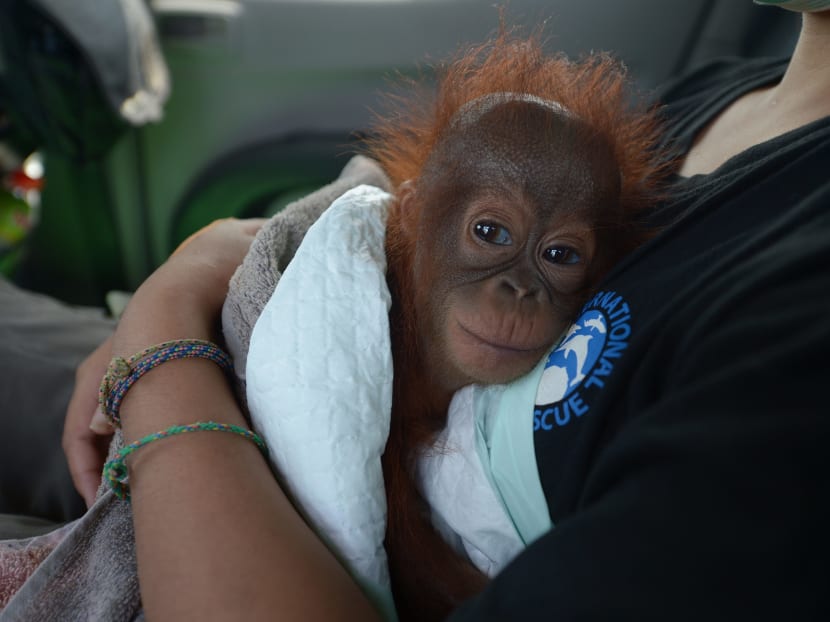 Handler Devi Sumantri holds Vena, a seven-month-old baby orangutan during a rescue operation by the International Animal Rescue and Indonesian Nature Resources Conservation Agency at the Air Hitam Besar village in Kendawangan. Photo: AFP.