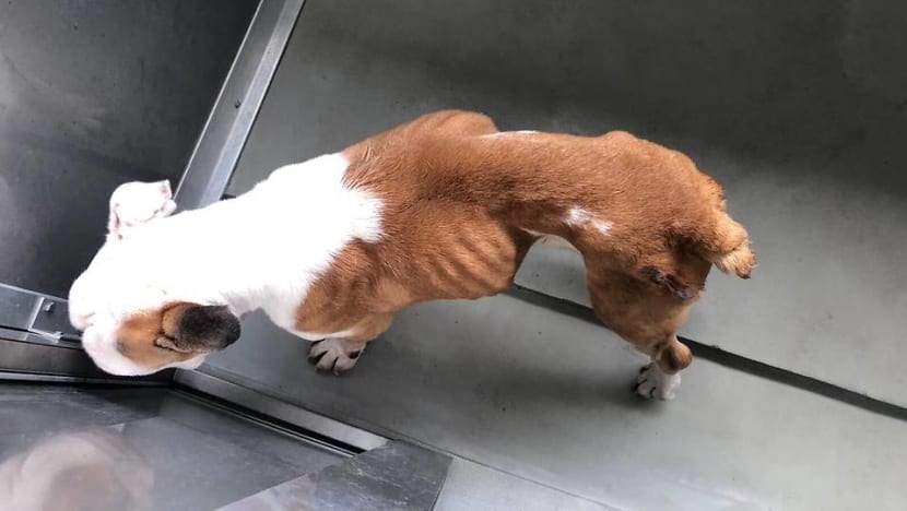 Man fined for abusing dog that was found malnourished and near death in a cage Man fined for abusing dog that was found malnourished and near death in a cage