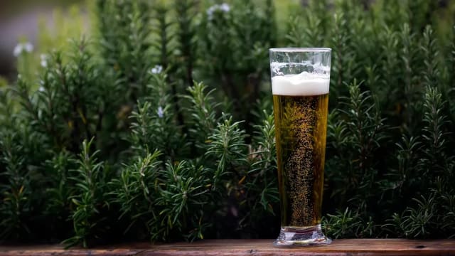 喝剩的啤酒别浪费　送给植物做美容