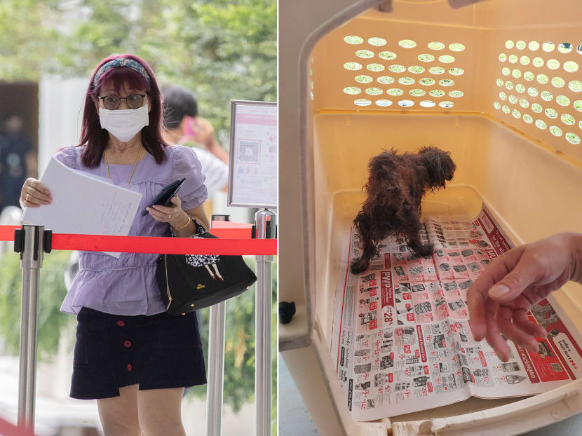 Tan Siew Hoon (left) was fined S$5,000 and banned from owning pets for a year after abandoning her pet poodle (right) in a carrier bag at a lift lobby.