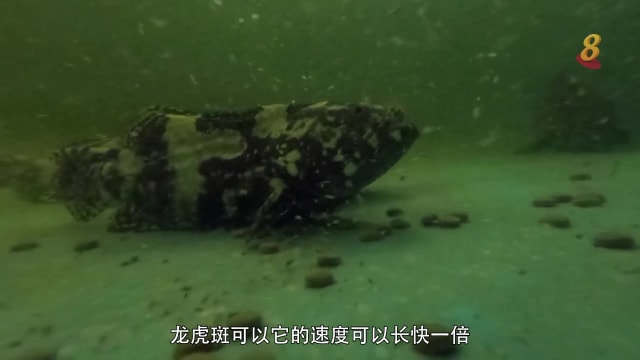 焦点 | 纳米技术缩短养殖期 龙虎斑九个月达1.2公斤