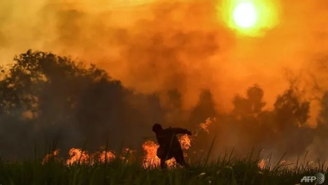 发现700多起林火 印度尼西亚宣布进入紧急状态