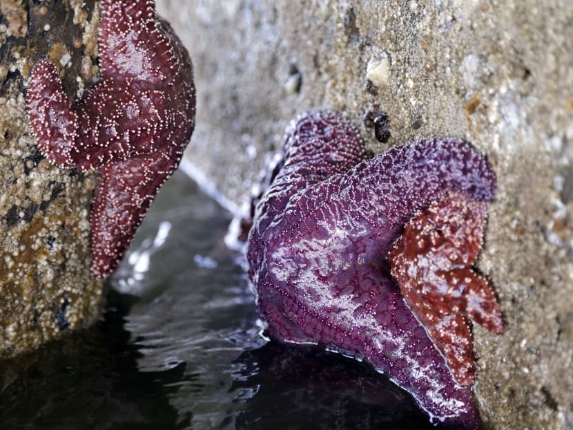 Gallery: New sea star babies offer hope amid mass deaths in Pacific