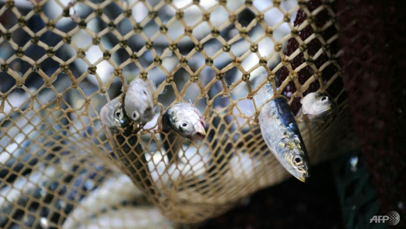 WTO floats fund to help net sustainable fishing deal