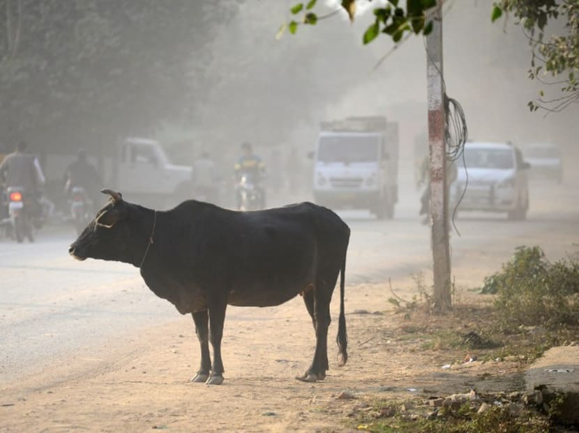 A cow stands on dust beside a road as traffic passes by in Allahabad, India. Eight men wree arrest for violently ambushing a government convoy transporting cows. Photo: AFP